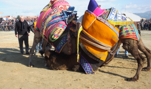 Balıkesir’de geleneksel deve güreşlerini 10 bin kişi izledi