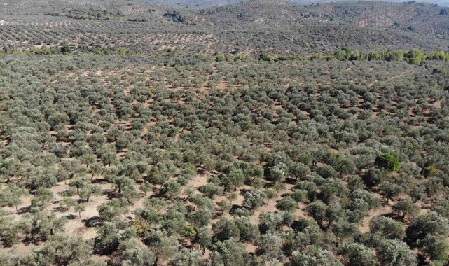 Balıkesir Valiliği'nden zeytin arazilerindeki hayvan zararlarına karşı etkili tedbir
