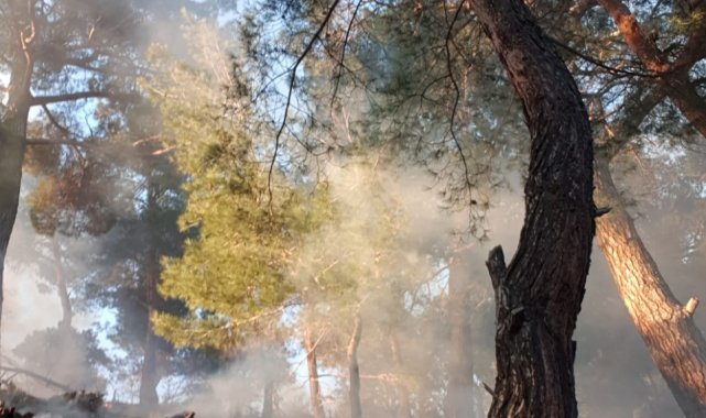 Balıkesir'de orman yangını büyümeden söndürüldü