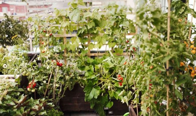 Balkondan mutfağa tarım