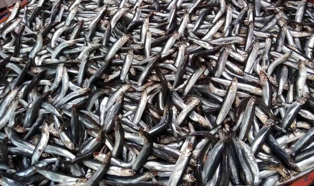 Bandırma balık halinde istavrit ve kolyoz bolluğu