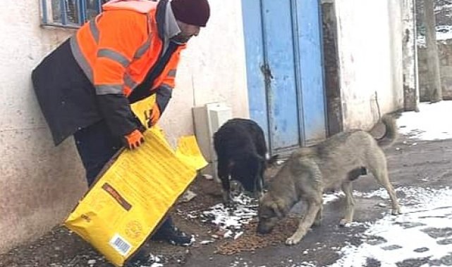 Bandırma Belediyesi sokak hayvanlarını unutmadı