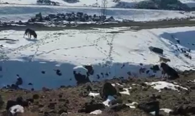 Barınağa bırakılması gereken köpekleri dağ başına bıraktılar