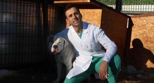 Barınaklar yasaklı ırklar ile doldu