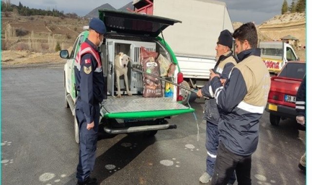 Başıboş gezen tehlikeli ırk köpek jandarma tarafından yakalandı
