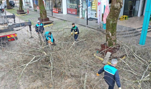 Başiskele&#039;de ağaçlara kışlık bakım