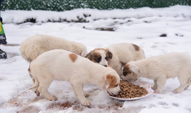 Başiskele'de sokak hayvanlarına mama desteği