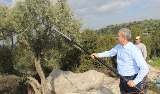 Başkan Kaplan zeytin hasadına katıldı