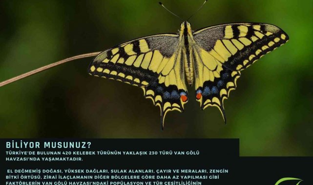 Başkan Özel: "Van Gölü Havzası'nda yaşayan kelebekler güvence altına alınmalıdır"