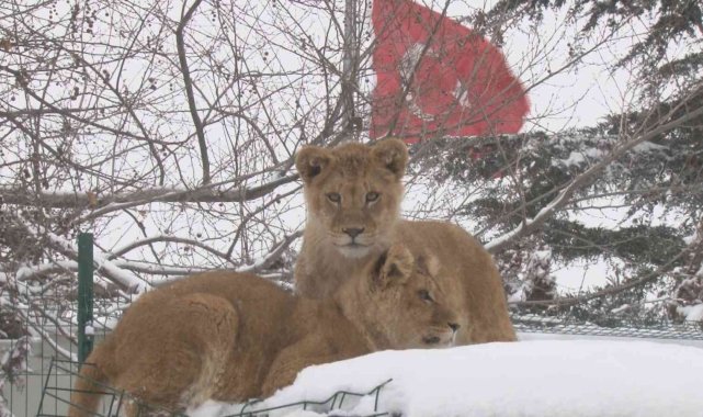 Başkent&#039;in aslan ve kaplanları karla buluştu