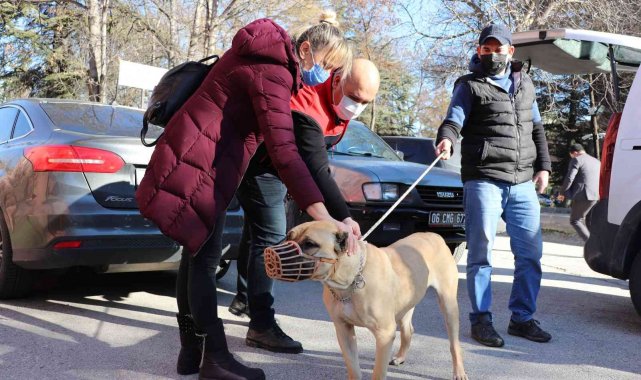 Başkent&#039;te bin 500&#039;ün üzerinde yasaklı köpek kayıt altına altındı