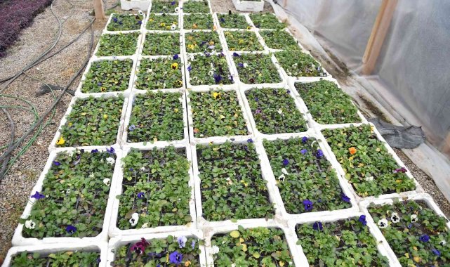 Başkentte çiçek üreticilerinin yüzü gülüyor