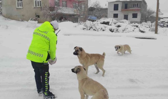 Baskil Kaymakamlığı sokak hayvanlarını unutmadı