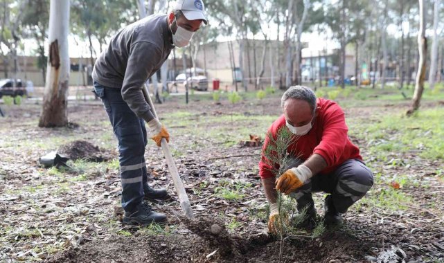 Beach Park'ta fırtınanın devirdiği ağaçların yerine yenileri dikildi