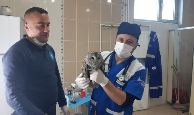 Belediye ekibi yavru baykuşu sağlığına kavuşturdu