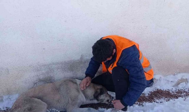 Belediye sokak hayvanlarını unutmadı