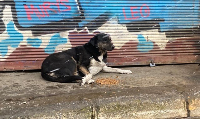 Beyoğlu' nda kar yağışından etkilenen sokak hayvanlarına mama ve su yardımı