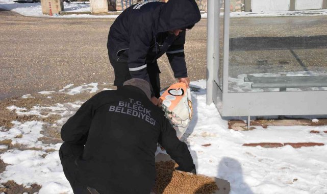 Bilecik Belediyesi'nden sokak hayvanları için örnek davranış