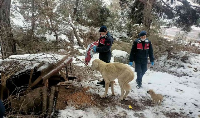 Bilecik te jandarma sokak hayvanlarını unutmadı
