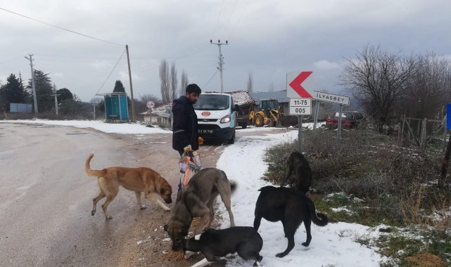 Bilecik'te sokak hayvanları unutulmadı