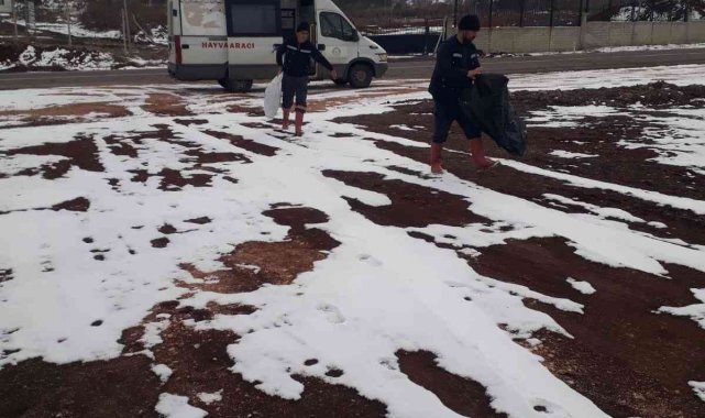 Bingöl Belediyesi sokak hayvanlarını unutmadı