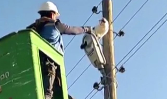 Bingöl'de 9 metrelik elektrik direğinde mahsur kalan kedi kurtarıldı