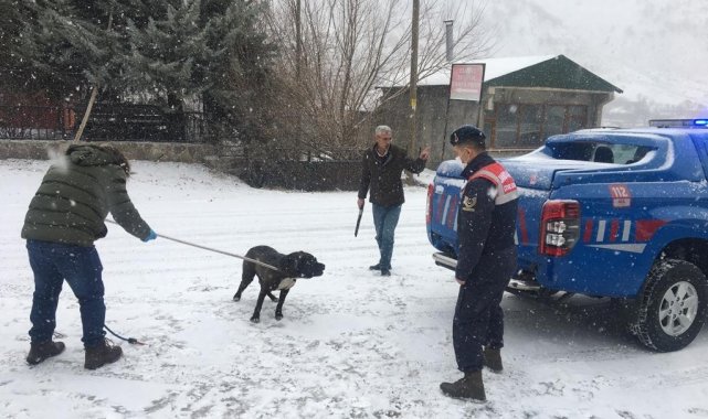 Bingöl'de başıboş gezen Pitbull cinsi köpek, yakalanarak barınağa götürüldü