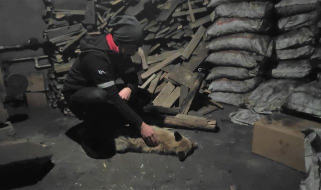 Bingöl&#039;de bitkin halde bulunan tilkiye sahip çıktılar