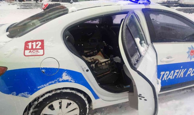 Bingöl'de donmak üzere olan köpeklere polisler sahip çıktı