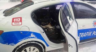 Bingöl'de donmak üzere olan köpeklere polisler sahip çıktı