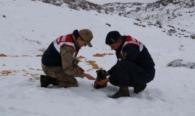 Bingöl'de jandarma, sokak ve yaban hayvanlarını unutmadı