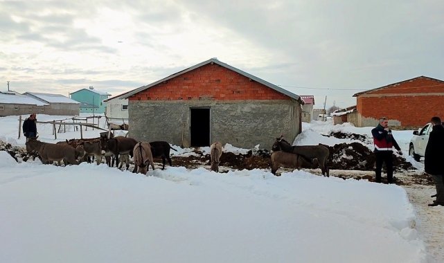 Bingöl'de kışın başıboş bırakılan eşekler kiralanan hana yerleştirildi