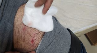 Bingöl'de köpek sürüsü, evine giden adama saldırdı