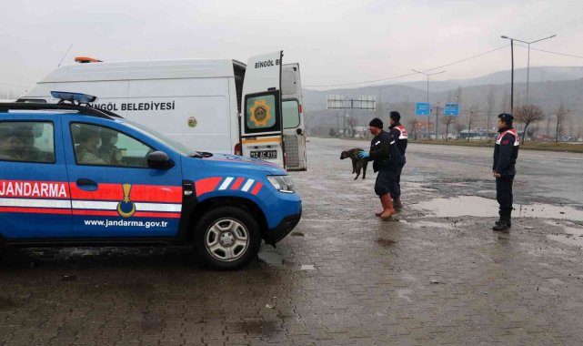 Bingöl'de trafikte risk oluşturan sahipsiz hayvanlar, barınağa teslim edildi