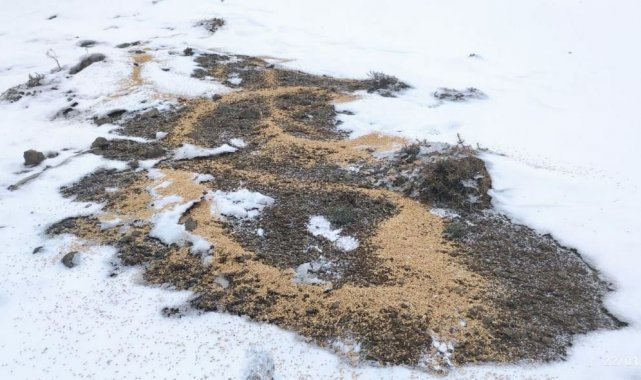 Bingöl'de yaban hayvanları için doğaya yem bırakıldı