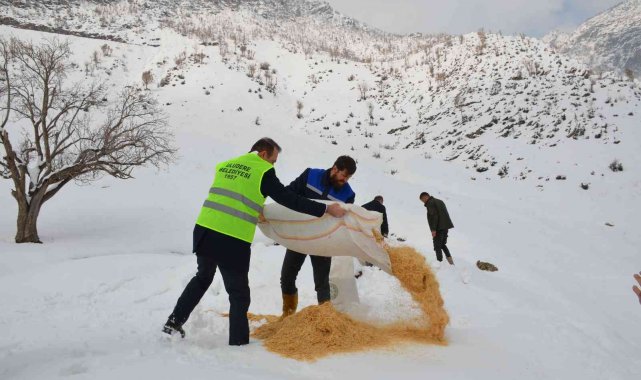 Bir zamanlar PKK'nın kol gezdiği dağlarda yaban hayvanları arttı: Kepçelerle Tanin Dağına ulaşılıp yem bırakıldı