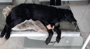 Bodrum'da köpeklerin zehirlendiği iddiasına soruşturma.