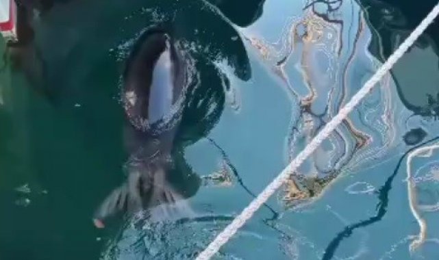 Bodrum'da Akdeniz Foku sürprizi