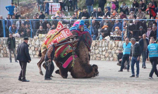 Bodrum'da deve güreşlerine yoğun ilgi