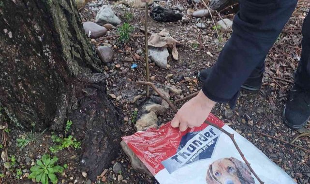 Boğularak öldürülen kedi deniz kenarına atıldı