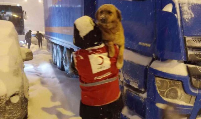 Bolu Dağı'nda karların arasında kalan köpeği ekipler kucağında taşıdı