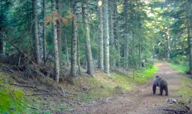 Bolu'nun yaban hayatı fotokapanlara yansıdı