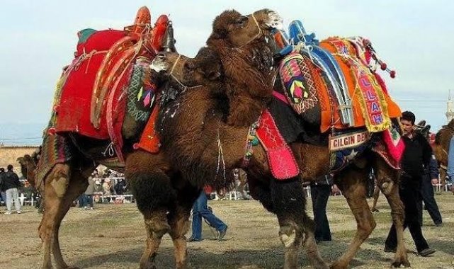 Bu da icradan satılık güreş devesi, yarı fiyatına satılacak