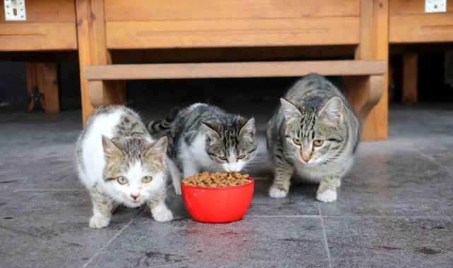 Bu işletmedeki kediler çok mutlu