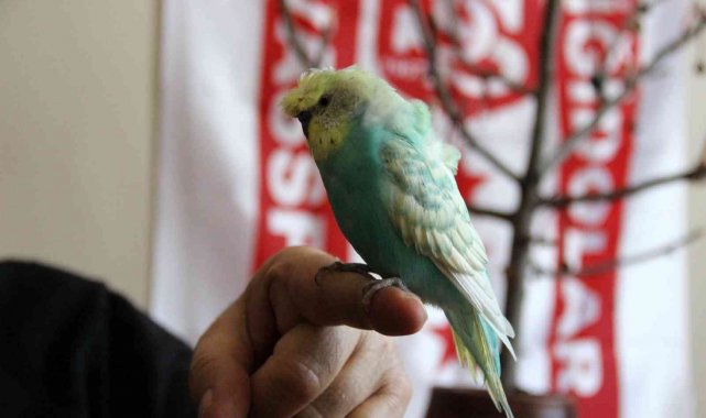 Bu kuş mehter marşı söylüyor