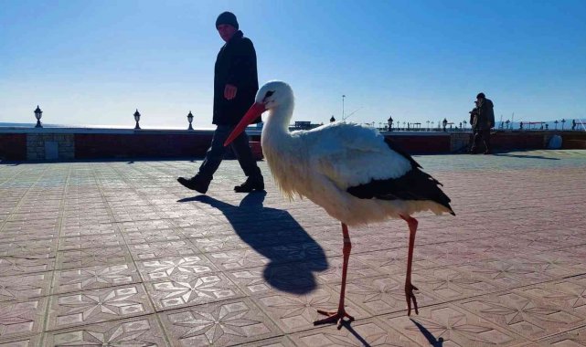 Bu leylek uçmayı unuttu: Her yere yürüyerek gidiyor
