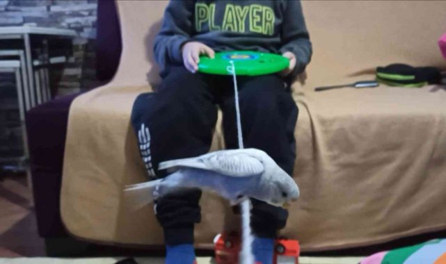 Bu muhabbet kuşu konuşmuyor ama her oyuna katılıyor