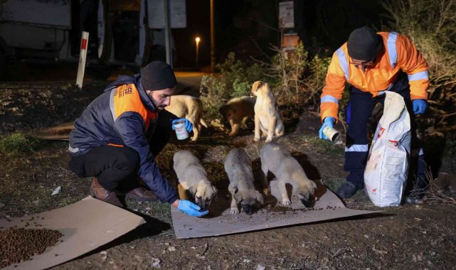 Buca'da can dostlarına gece gündüz mama desteği