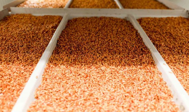 Buca'da çiftçiye 6 ayda 36 bin 500 kilo ücretsiz hasıl yem