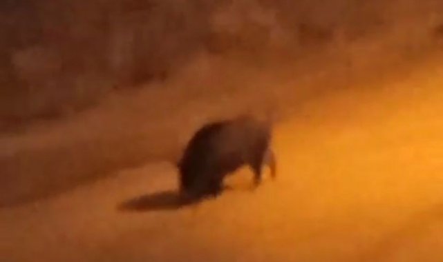 Bursa&#039;da aç kalan domuzlar şehir merkezine indi